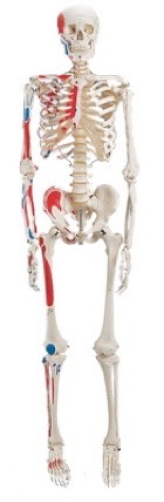 skeleton image including muscle and ligament attachements